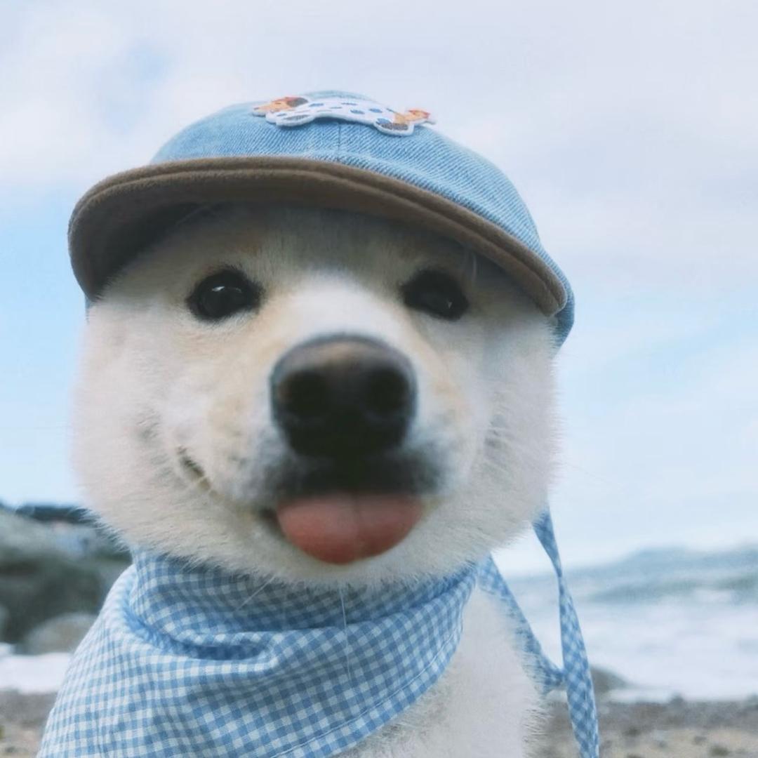 喜欢修狗