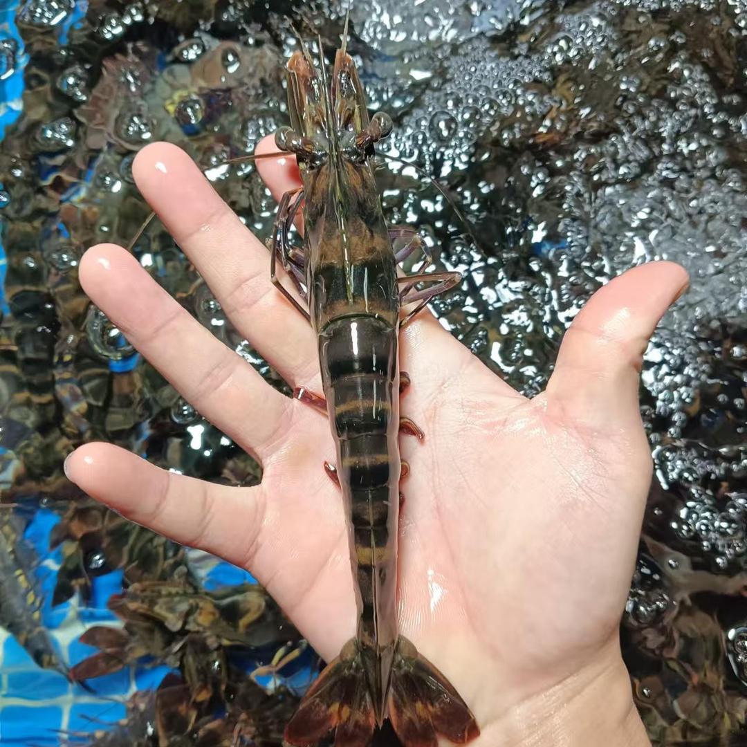 海鲜批发、零售《接单中》