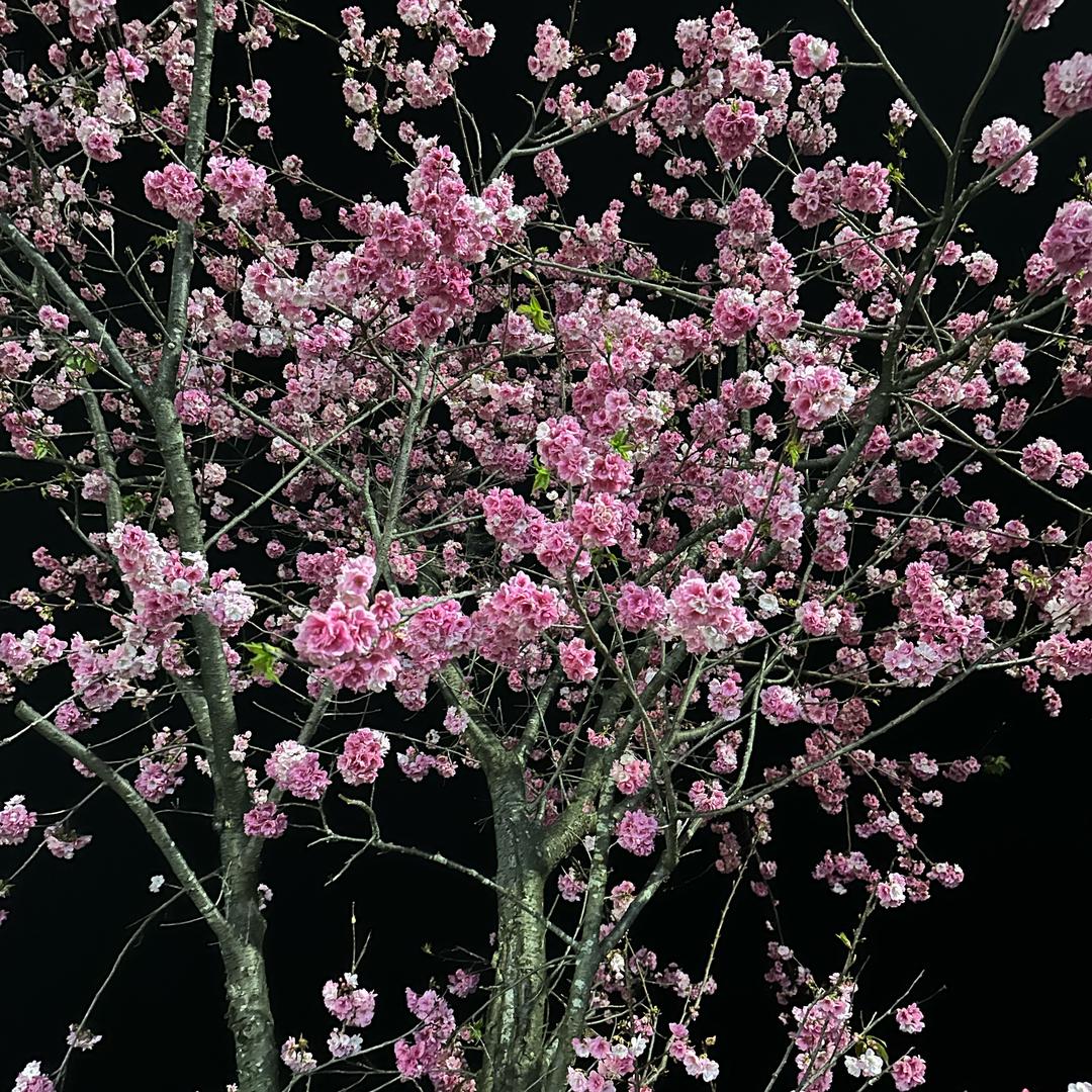 中缅边境阿祖收山货