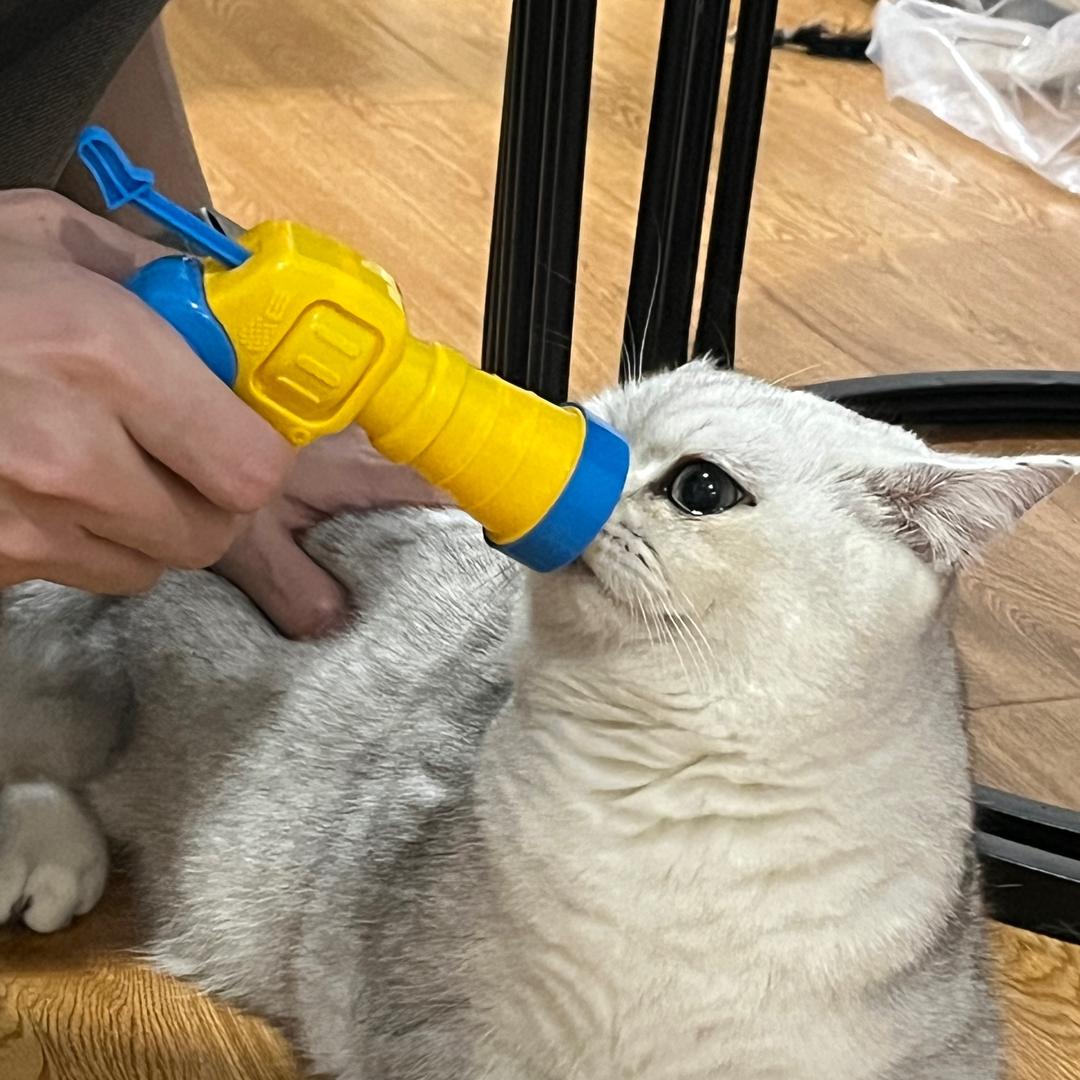 网绿小张