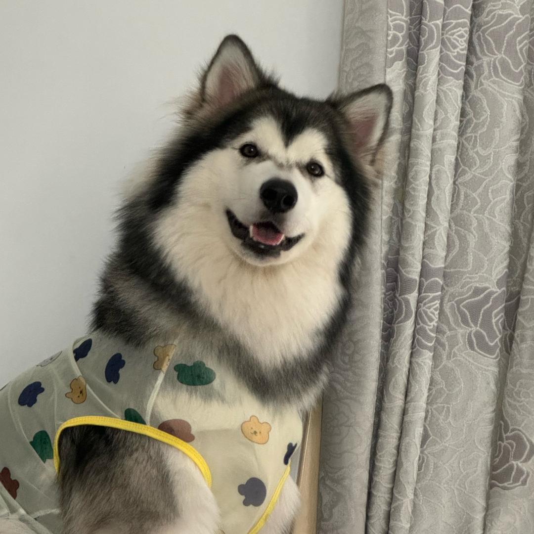 有只阿拉是糖豆