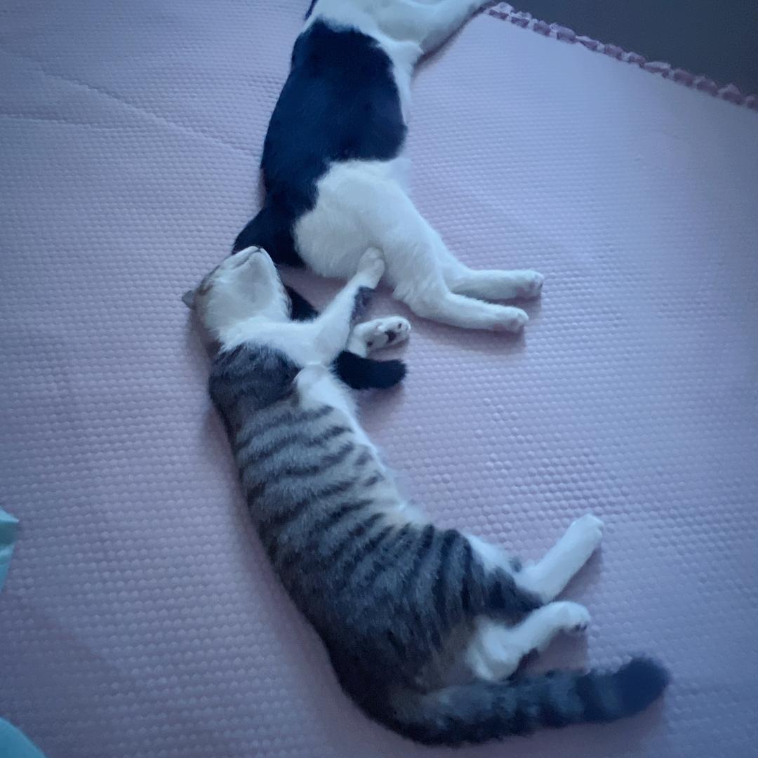 宠宝宝宠物用品馆