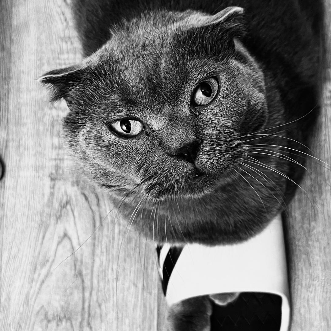 你被小蛤蟆包围了