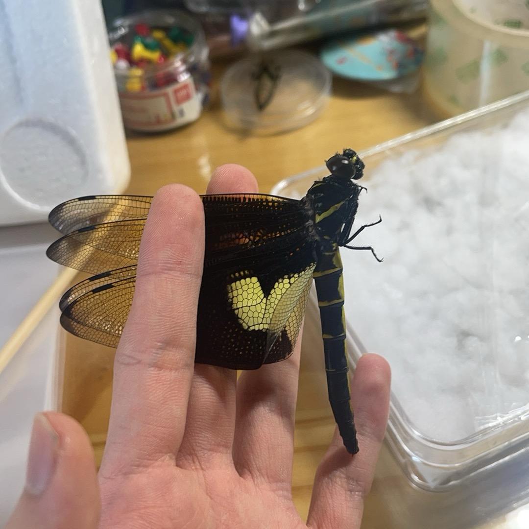 Sinorogomphus