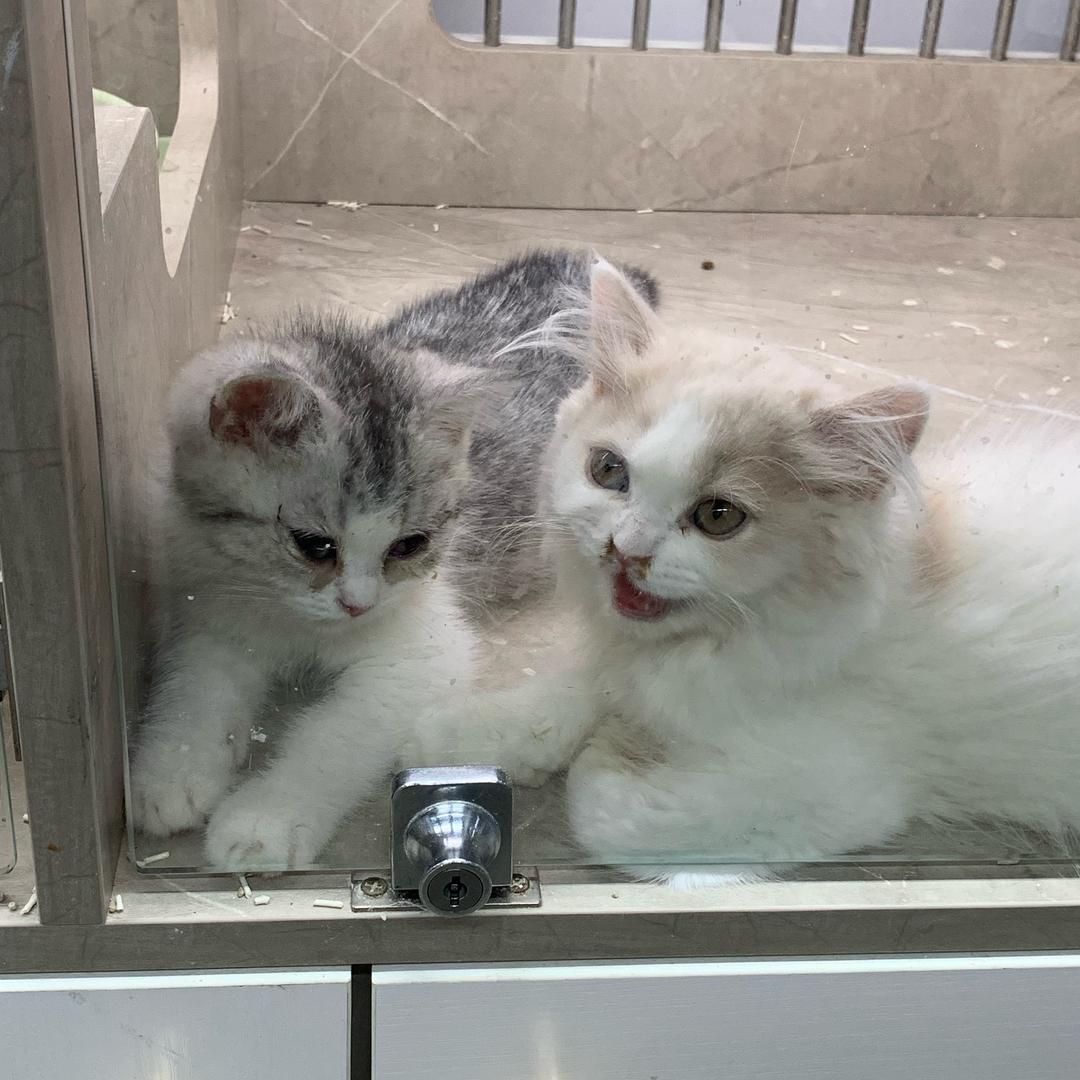 🐈🐈🐈