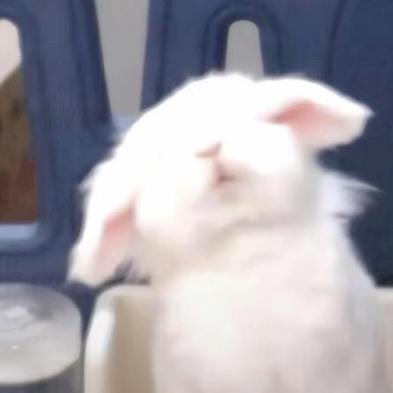 一只兔叽🐰