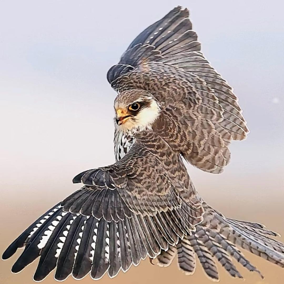 指尖上的鹰符-盘鹰玩家南京小乔