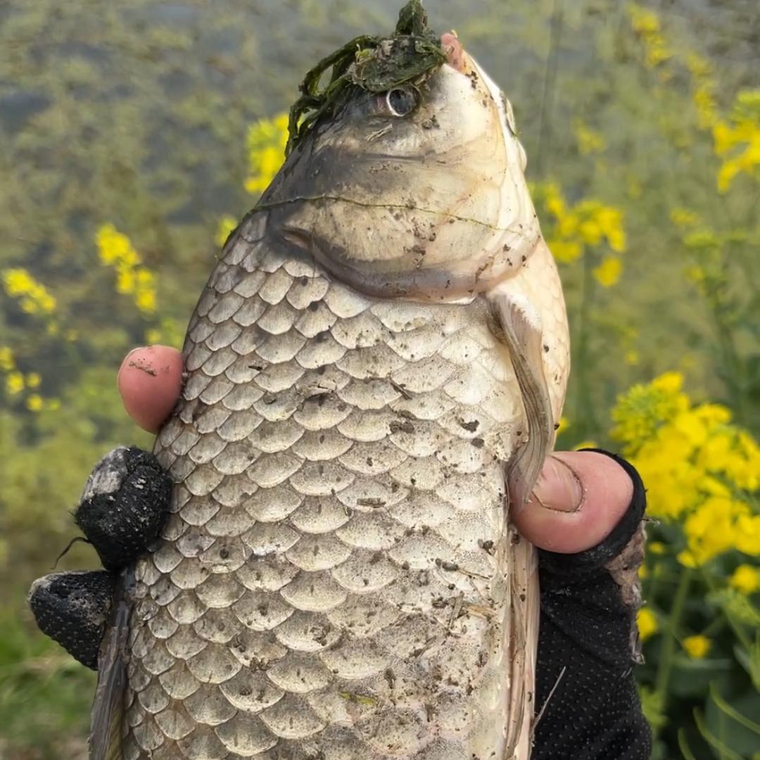浪子垂钓🎣