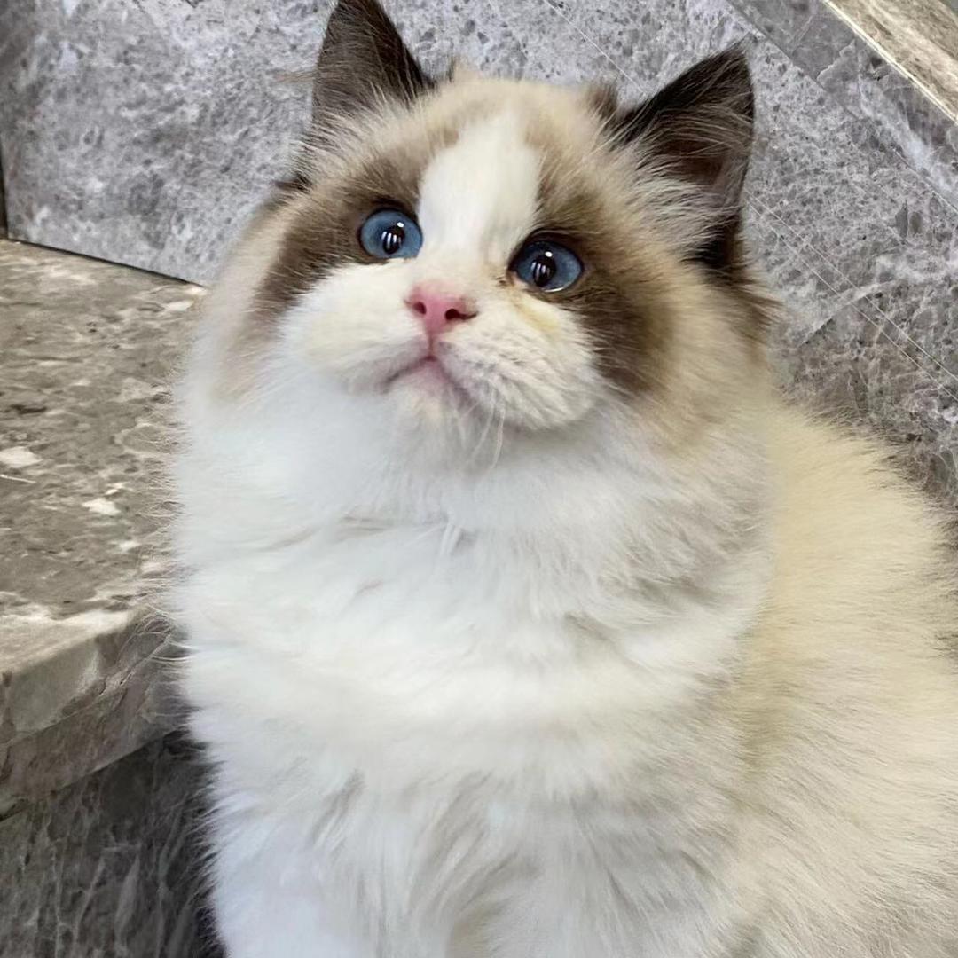 lucky cat
