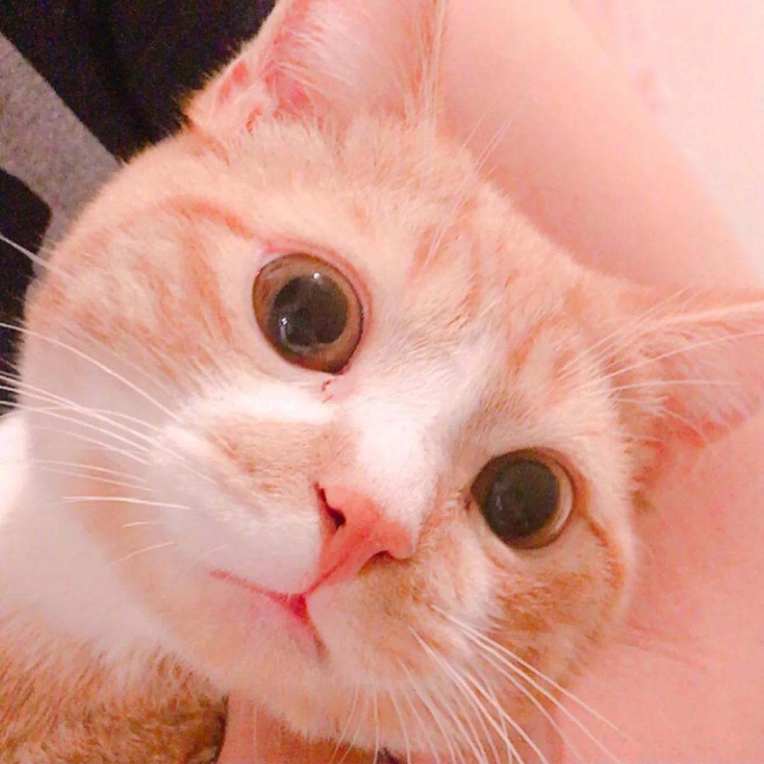 橘猫【无畏契约】