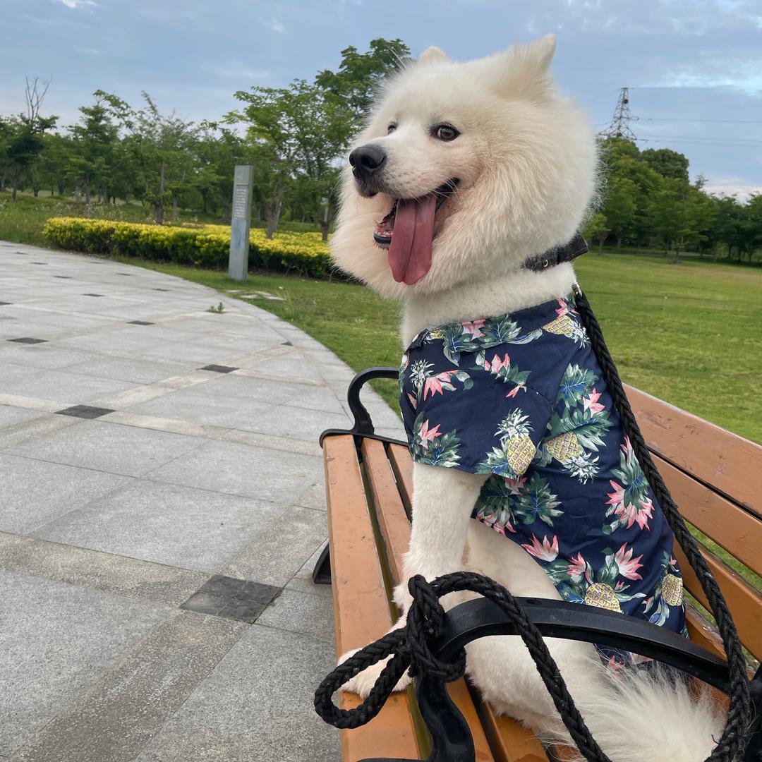 球球是只萨摩耶