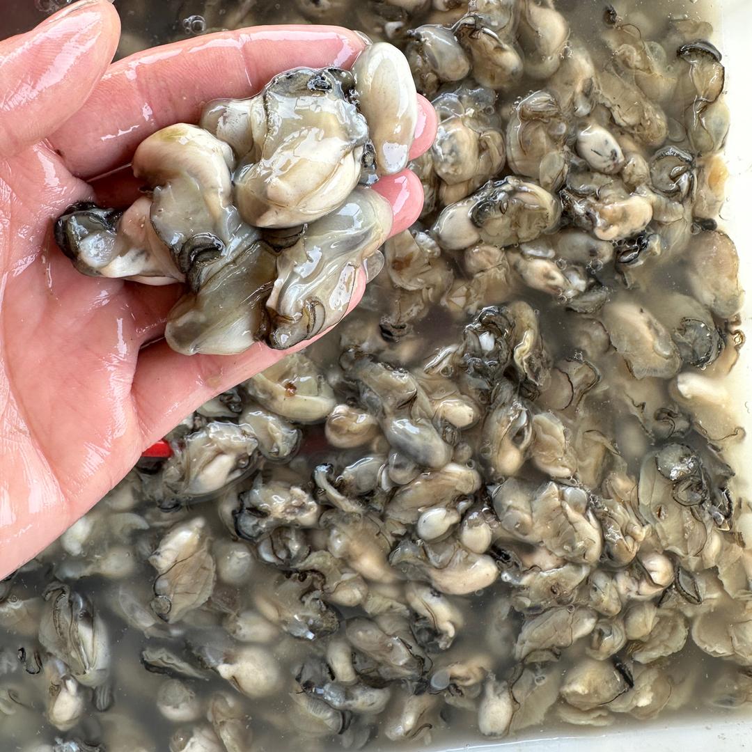 小海蛎