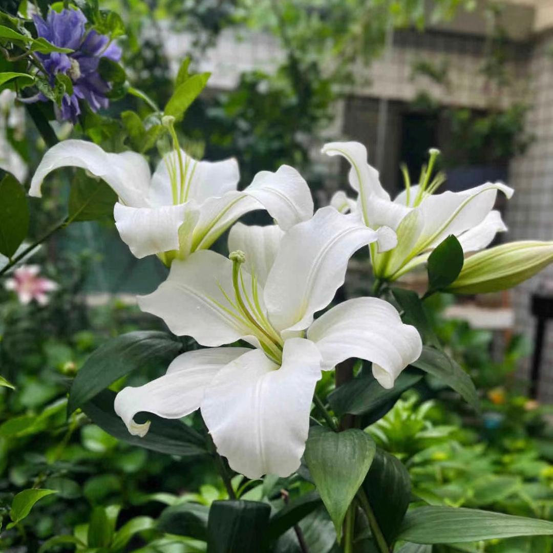 沁香阁园艺