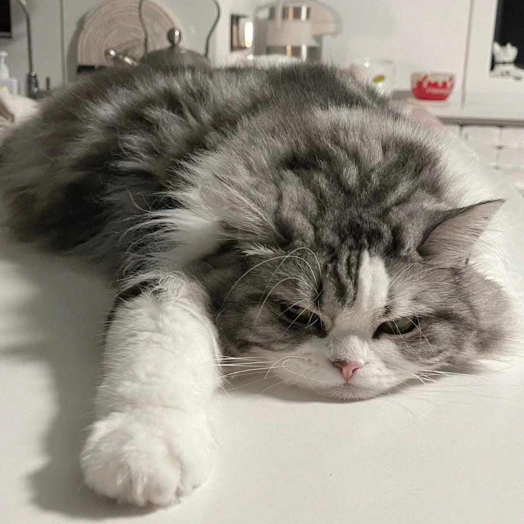 kt