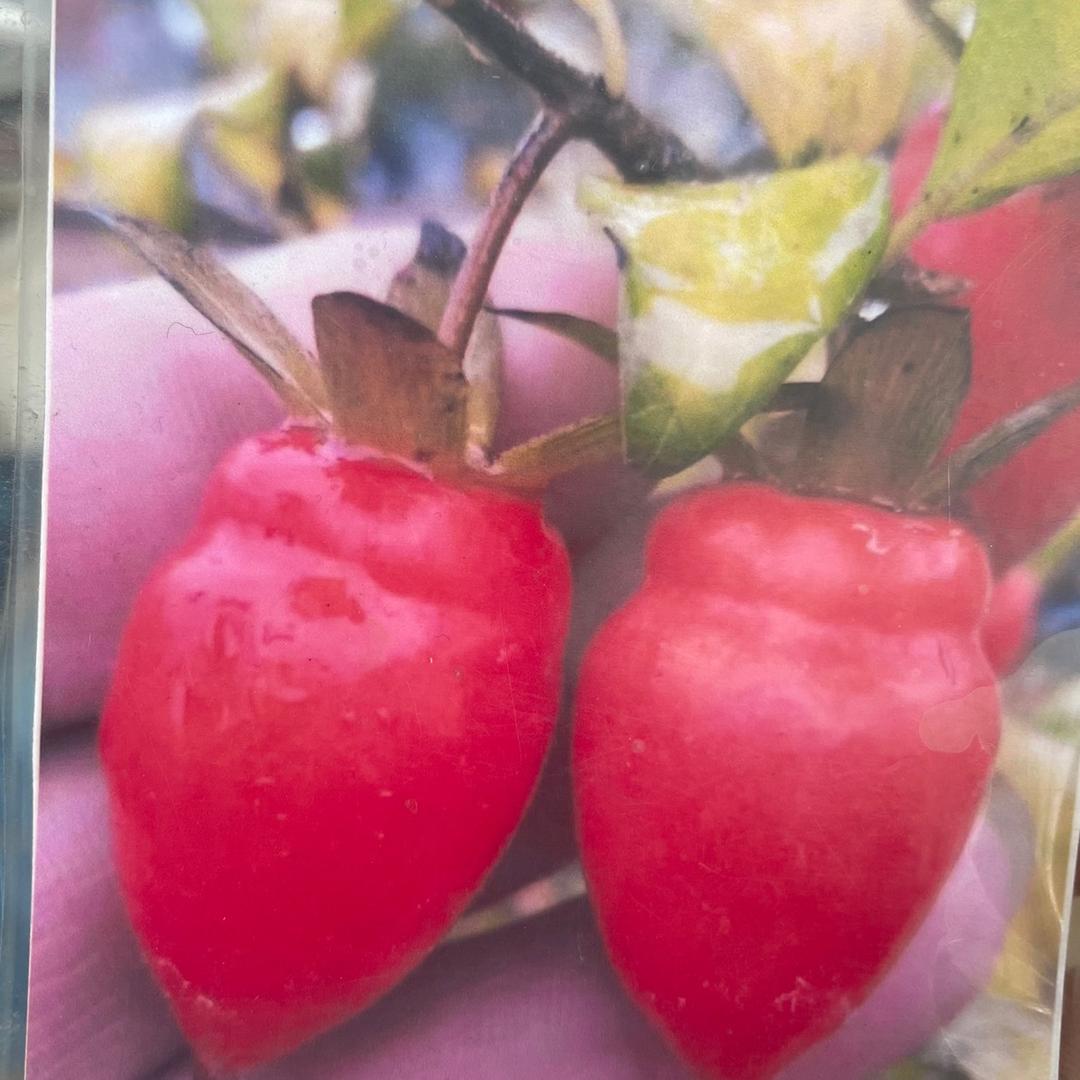 森树桩艺小胖花卉