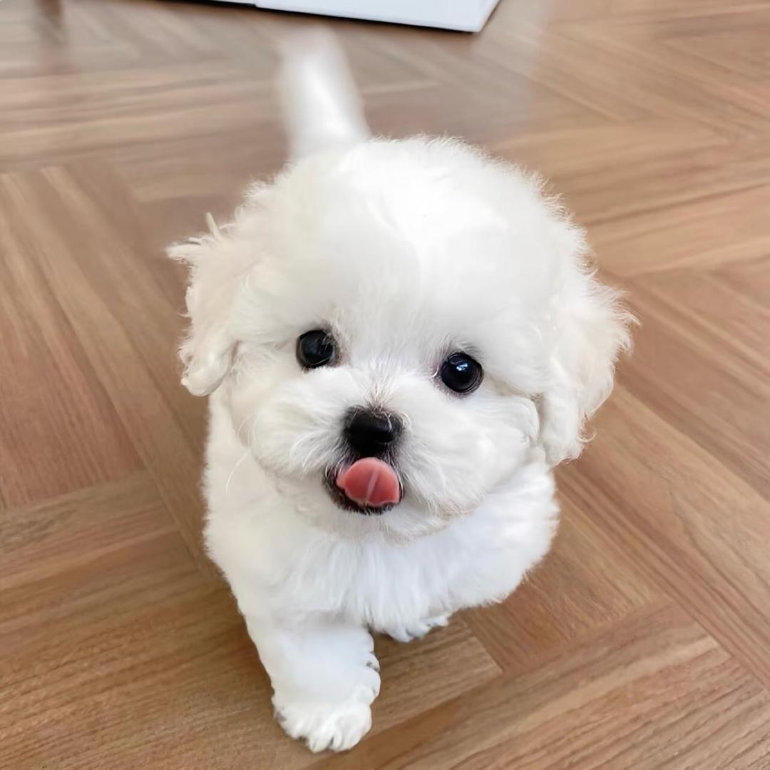 绍兴宠物批发(500买狗，一只也是批发价