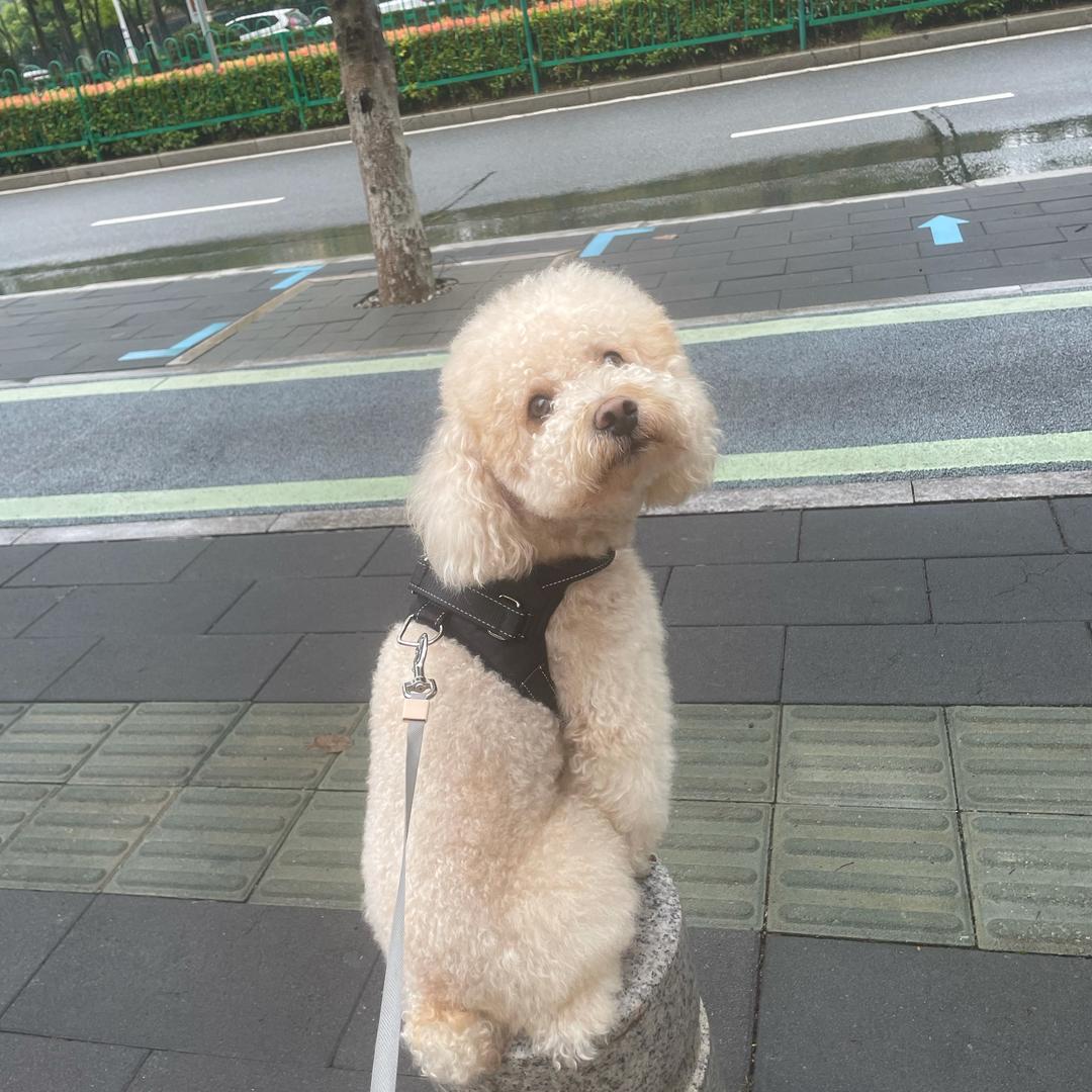 蔡丫头