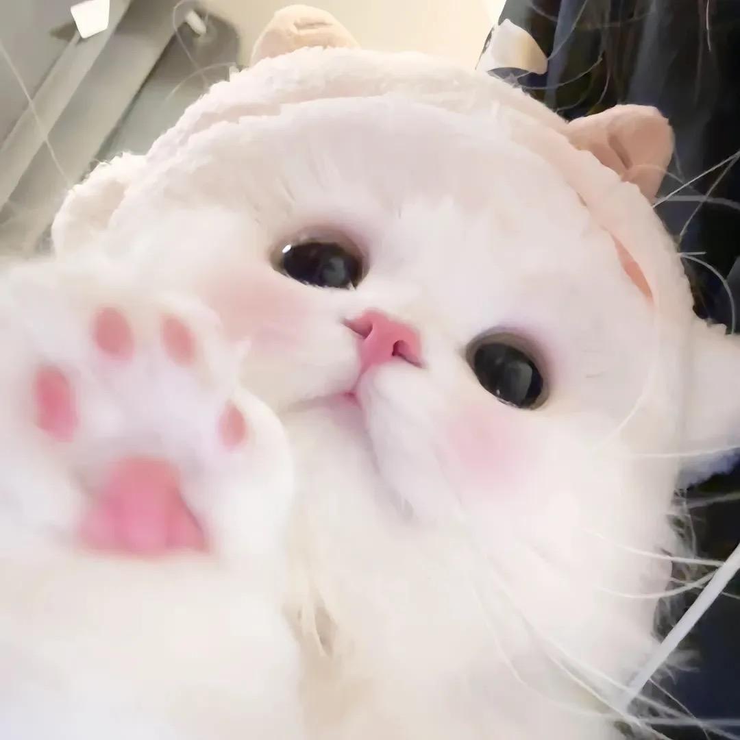 鹅