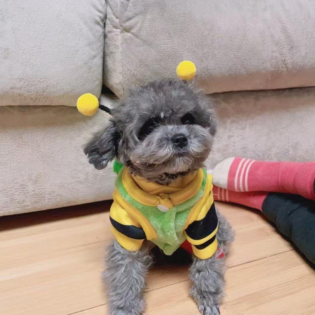 羽涵萌宠