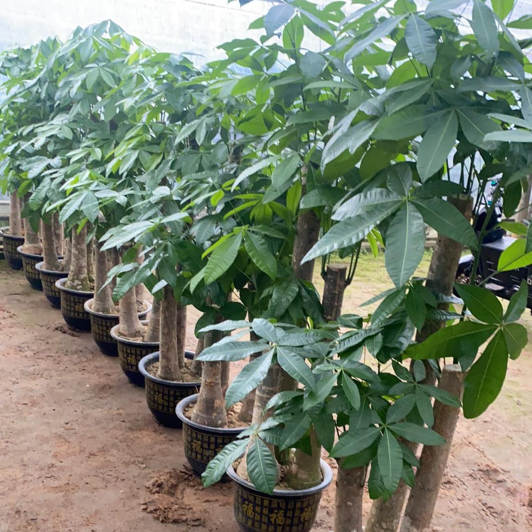 我家绿植基地