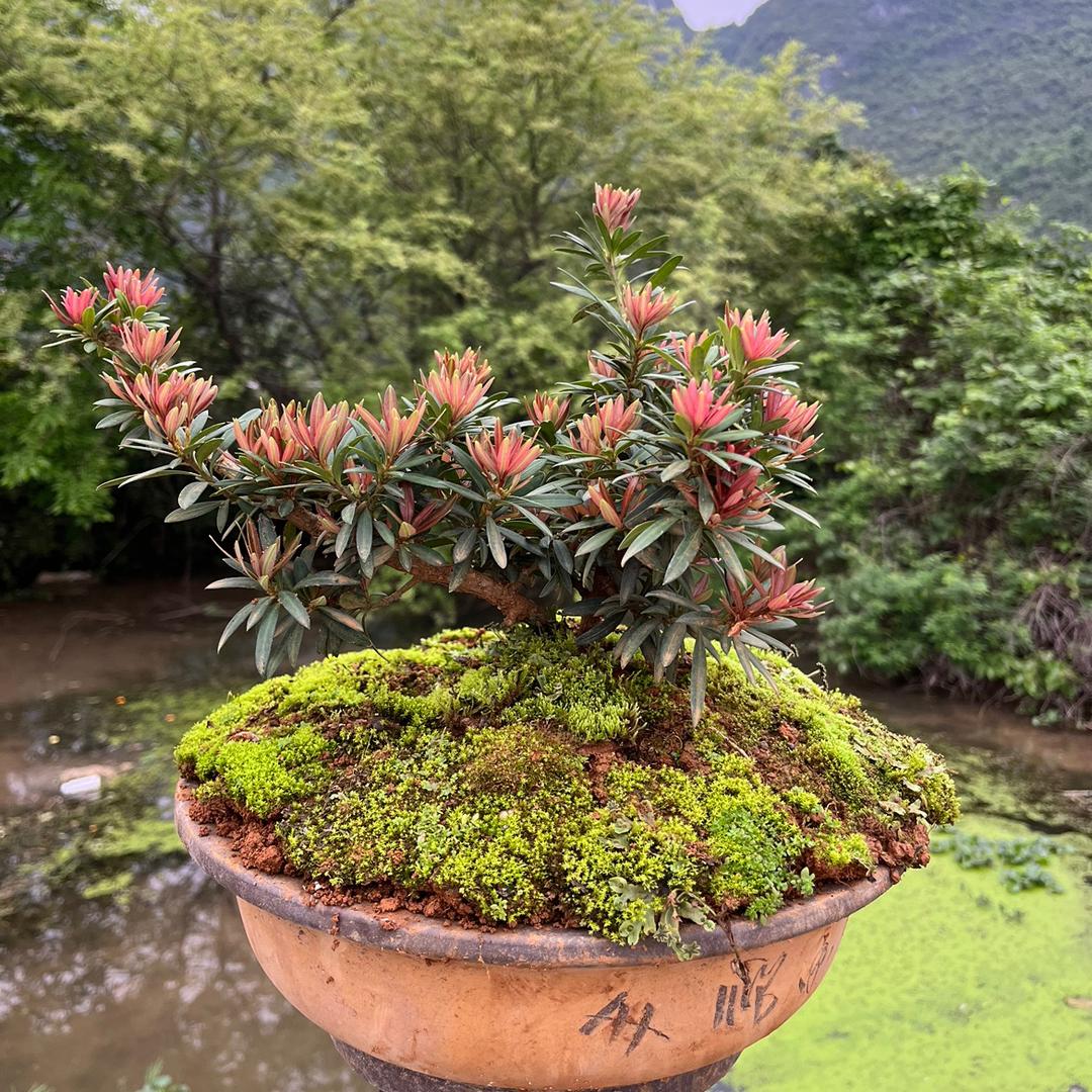 龙龍罗汉松盆景庄园