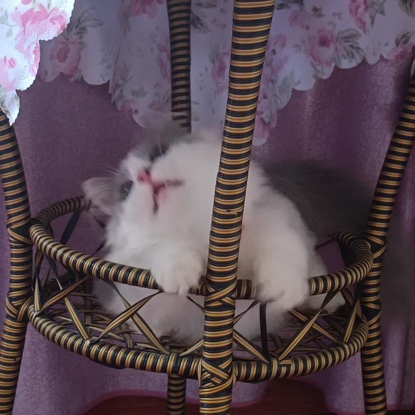 嘟乐的🐱