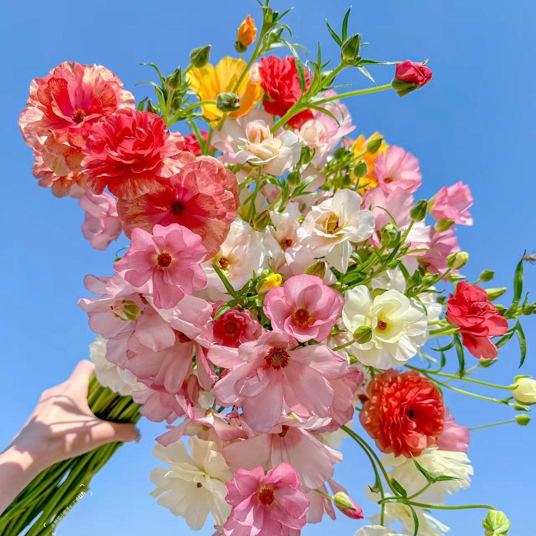 云涧花圃