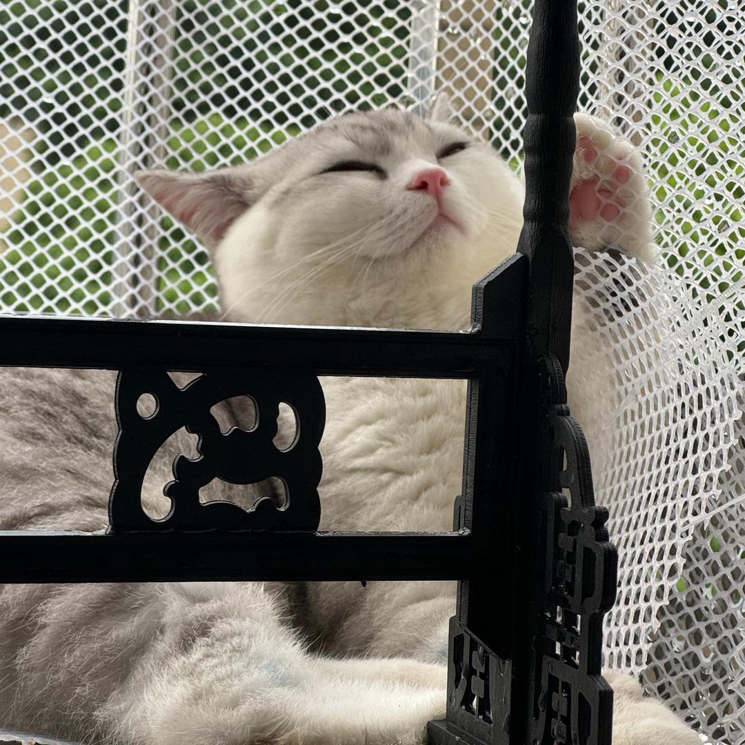 芒果不忙