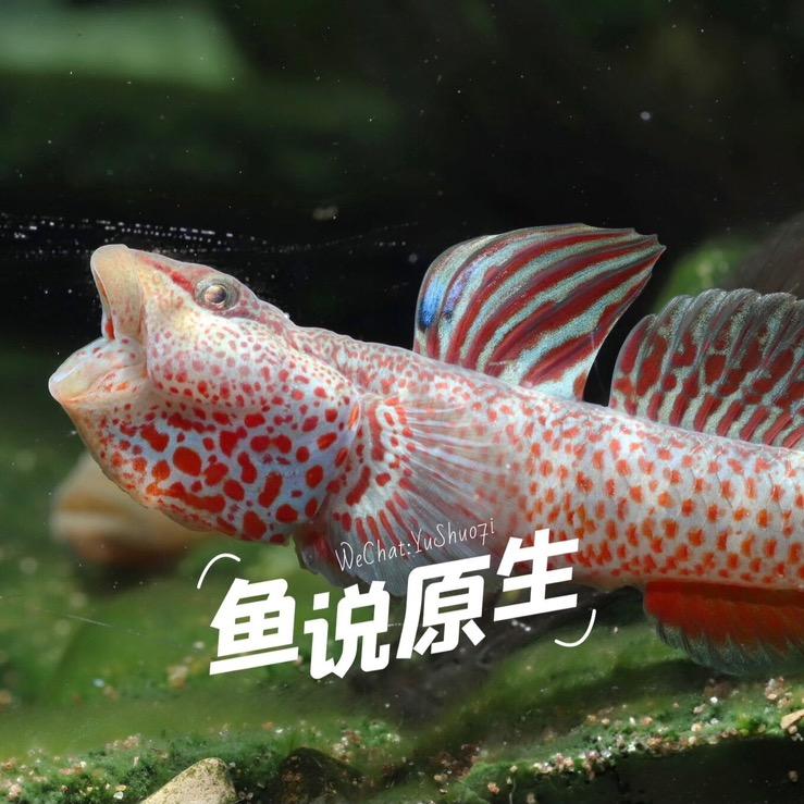 鱼说