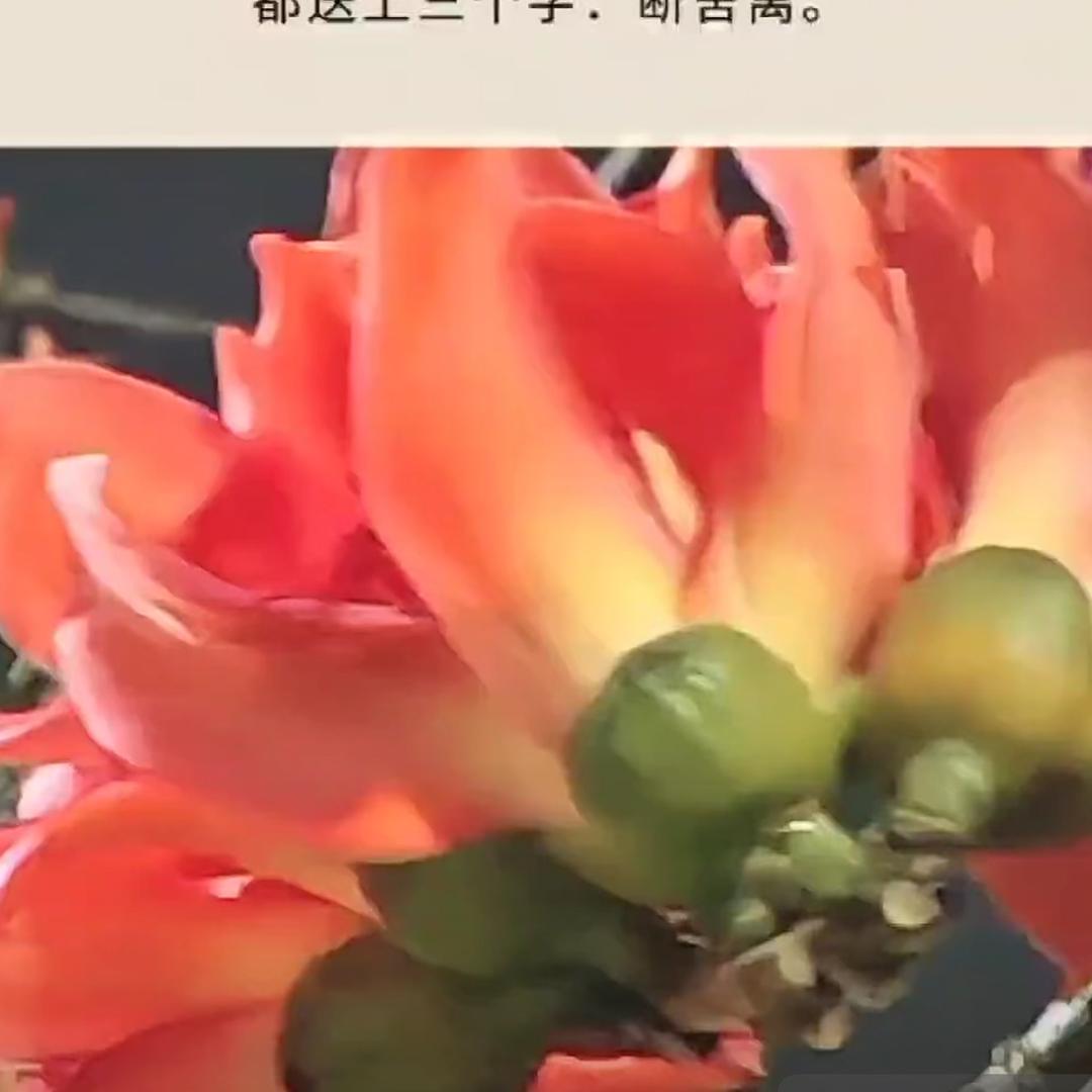 苏苏