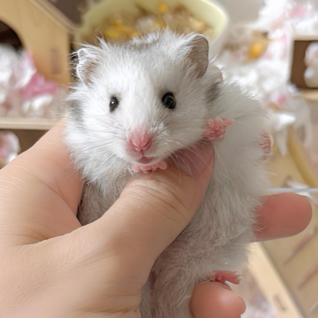 ෆོ山茶乌龙🍵