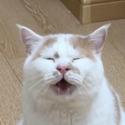 🍊   灼大汪