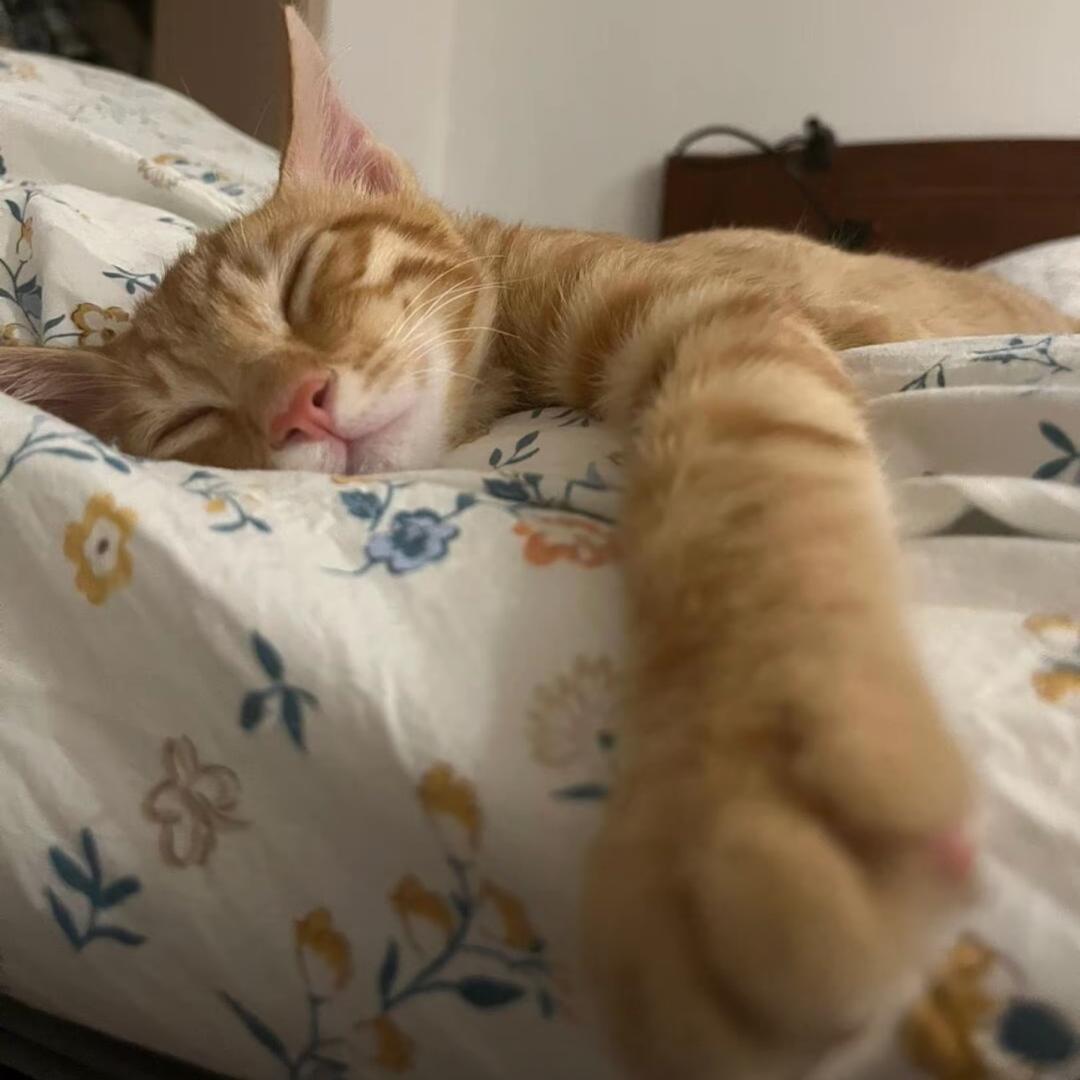 每天都很困˶>𖥦<˶