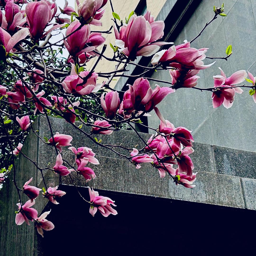 柚萝止昕姝果树苗木专卖店