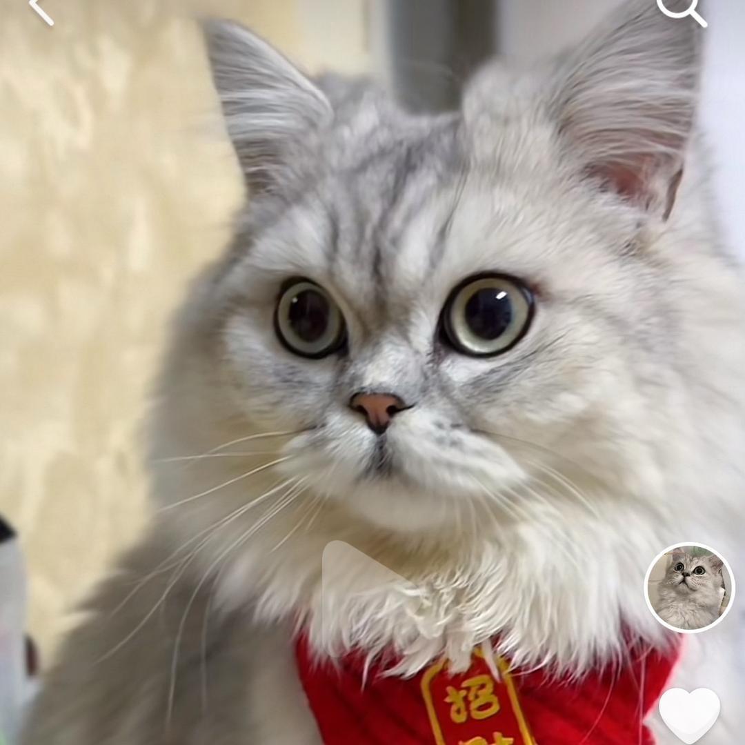 糖豆是只喵