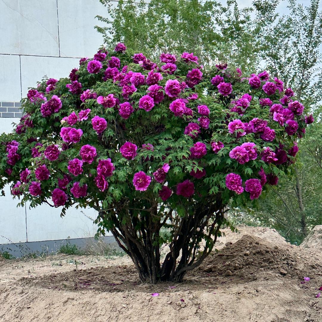 人间富贵花