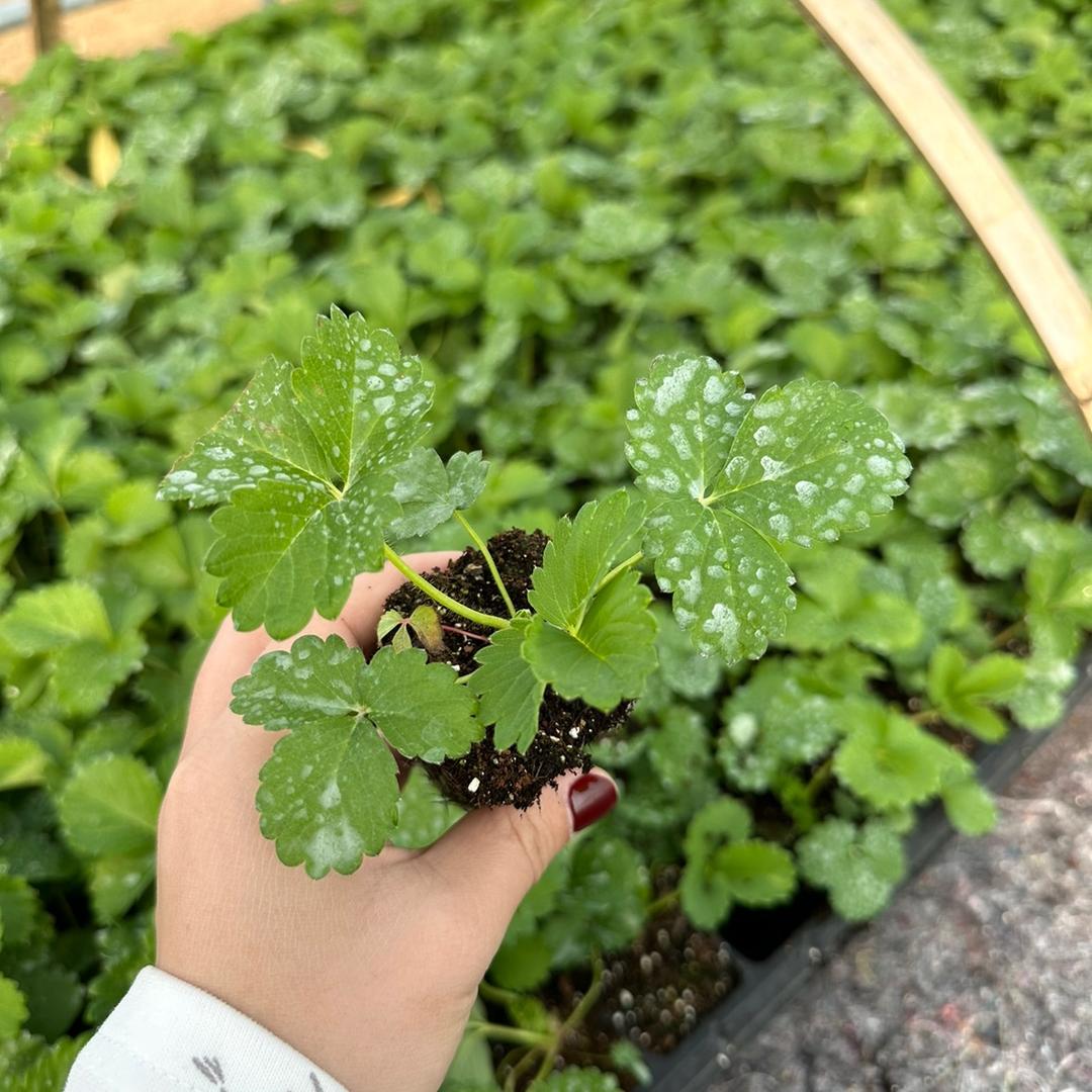 沃泰草莓种业