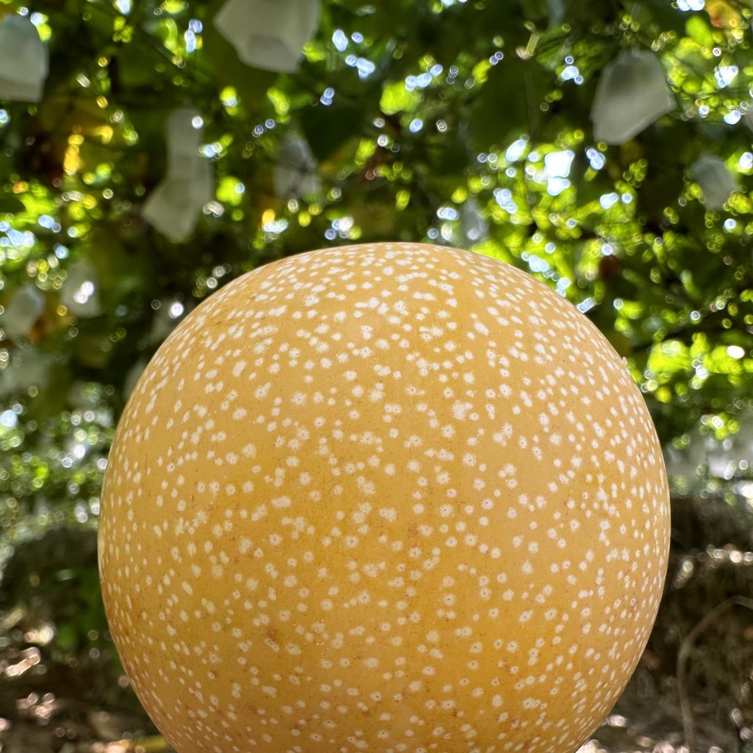 热情果