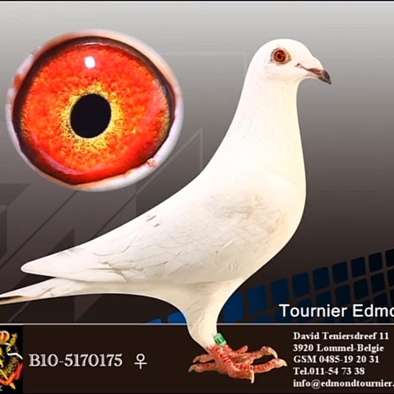 四川天落收鸽机