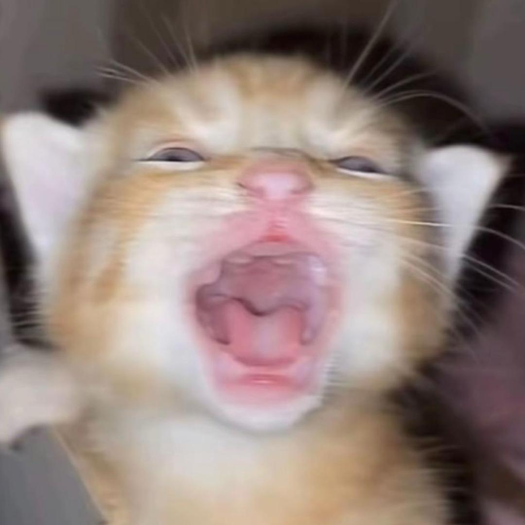 猪丽耶🌷