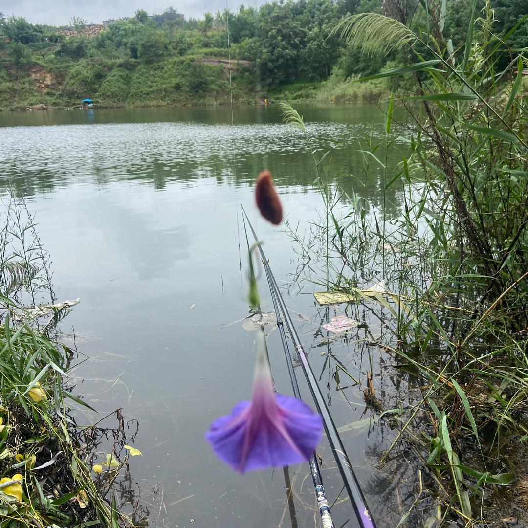 鱼道笠窝料源头工厂