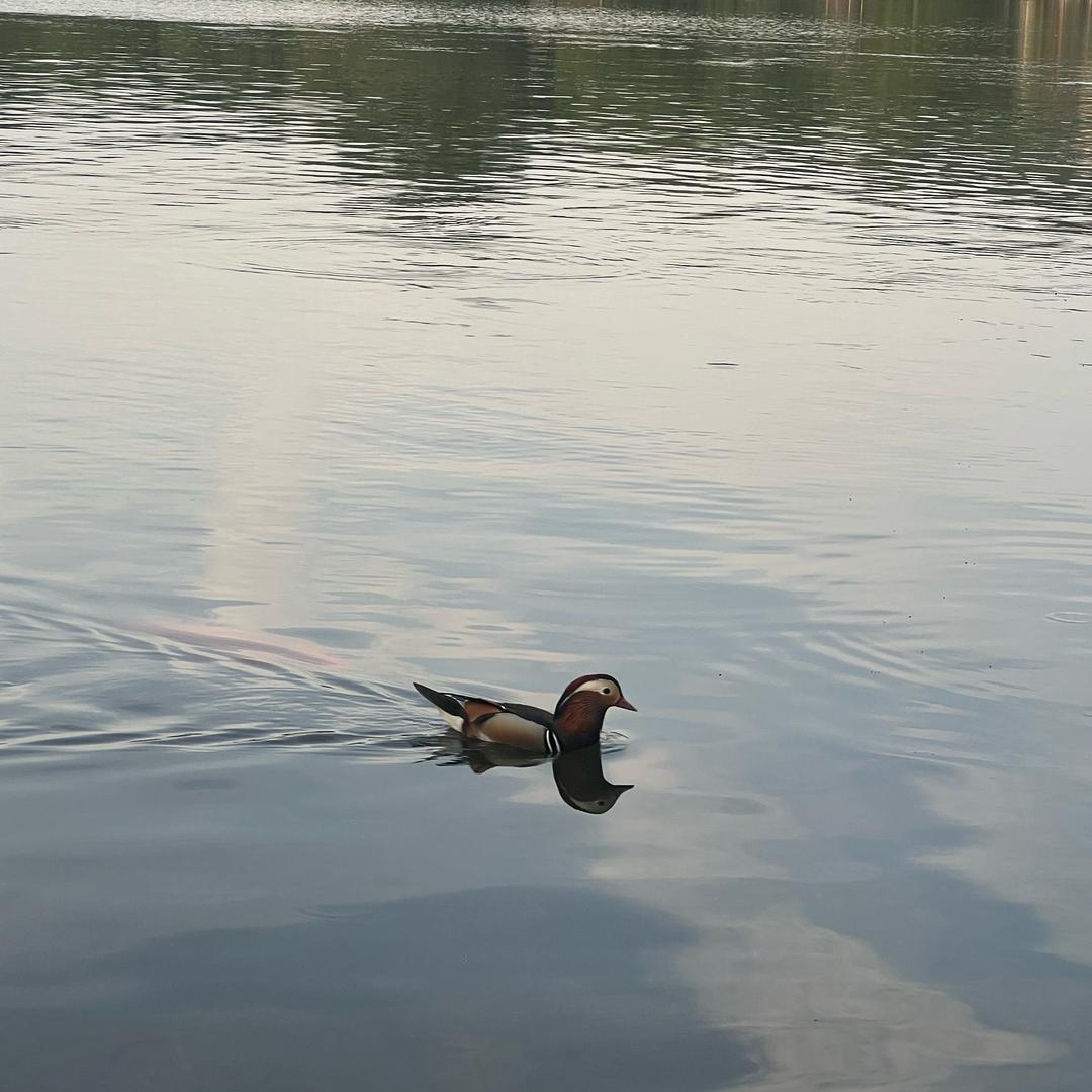 绵羊绾绾