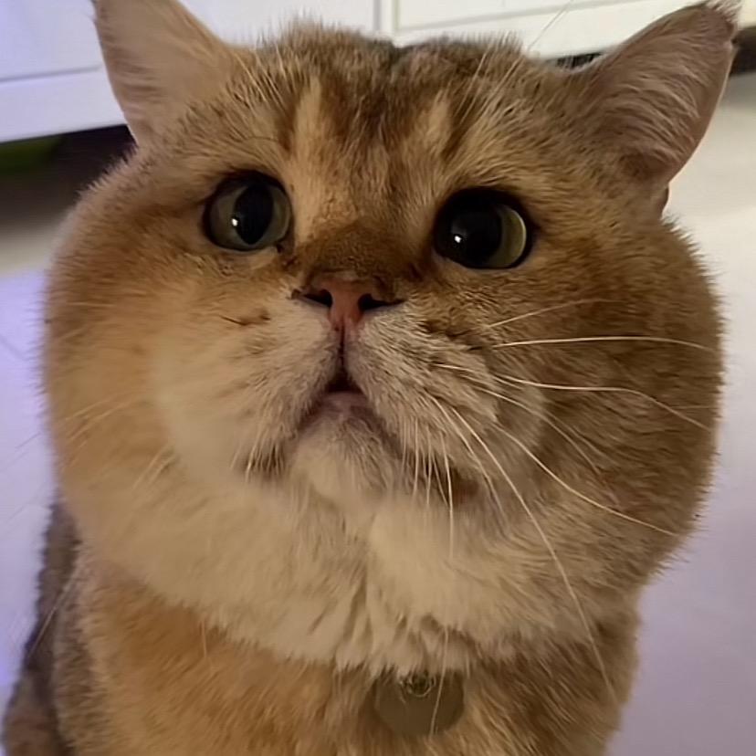 黏食༄༅猫