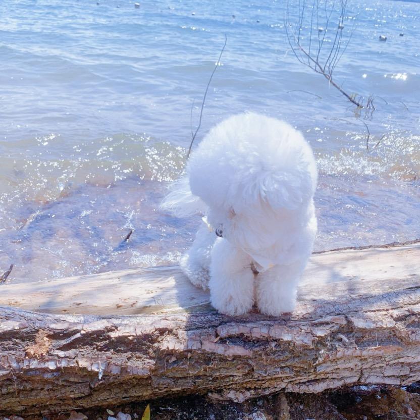 浅浅笑