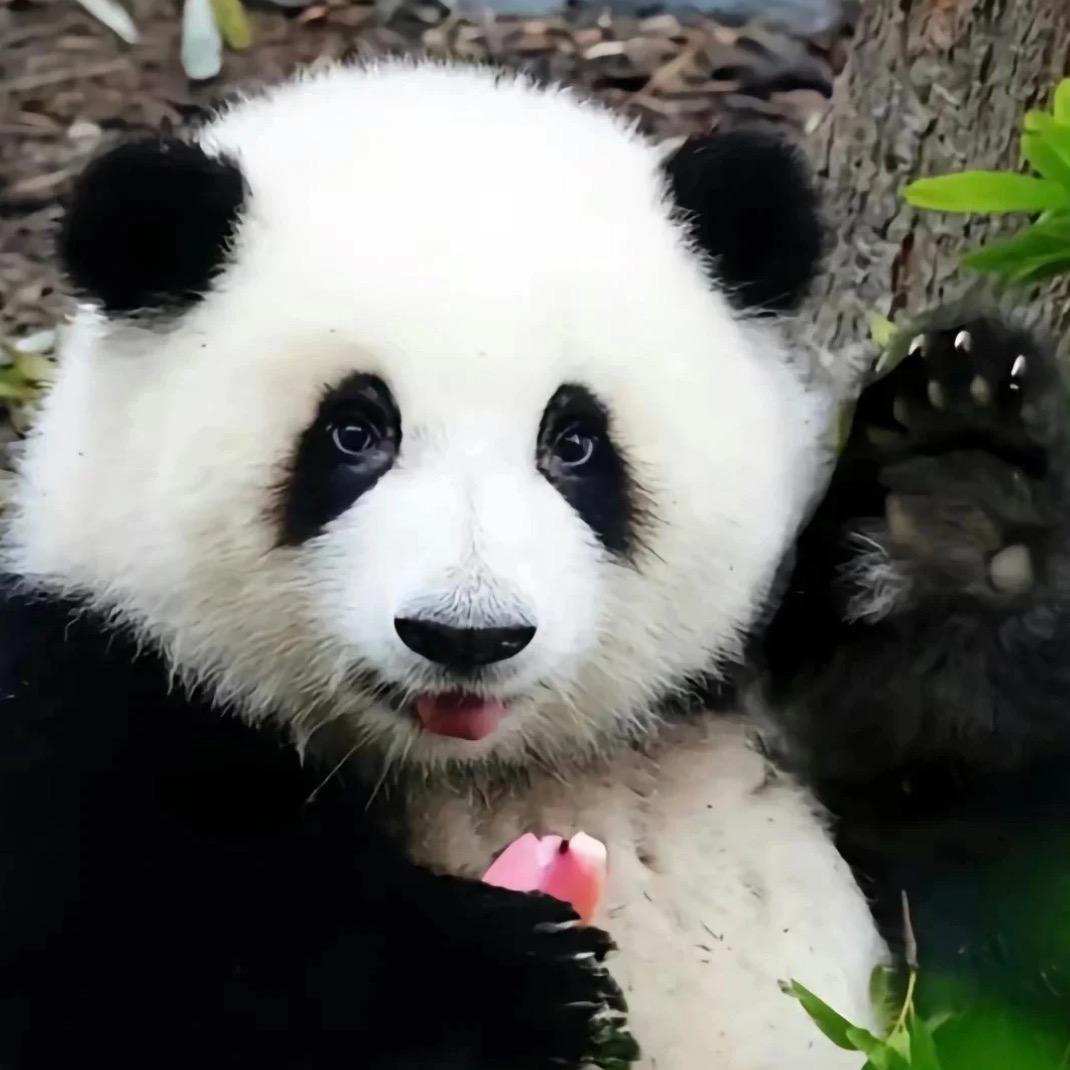 🌈🌈萌宠可爱多🍊