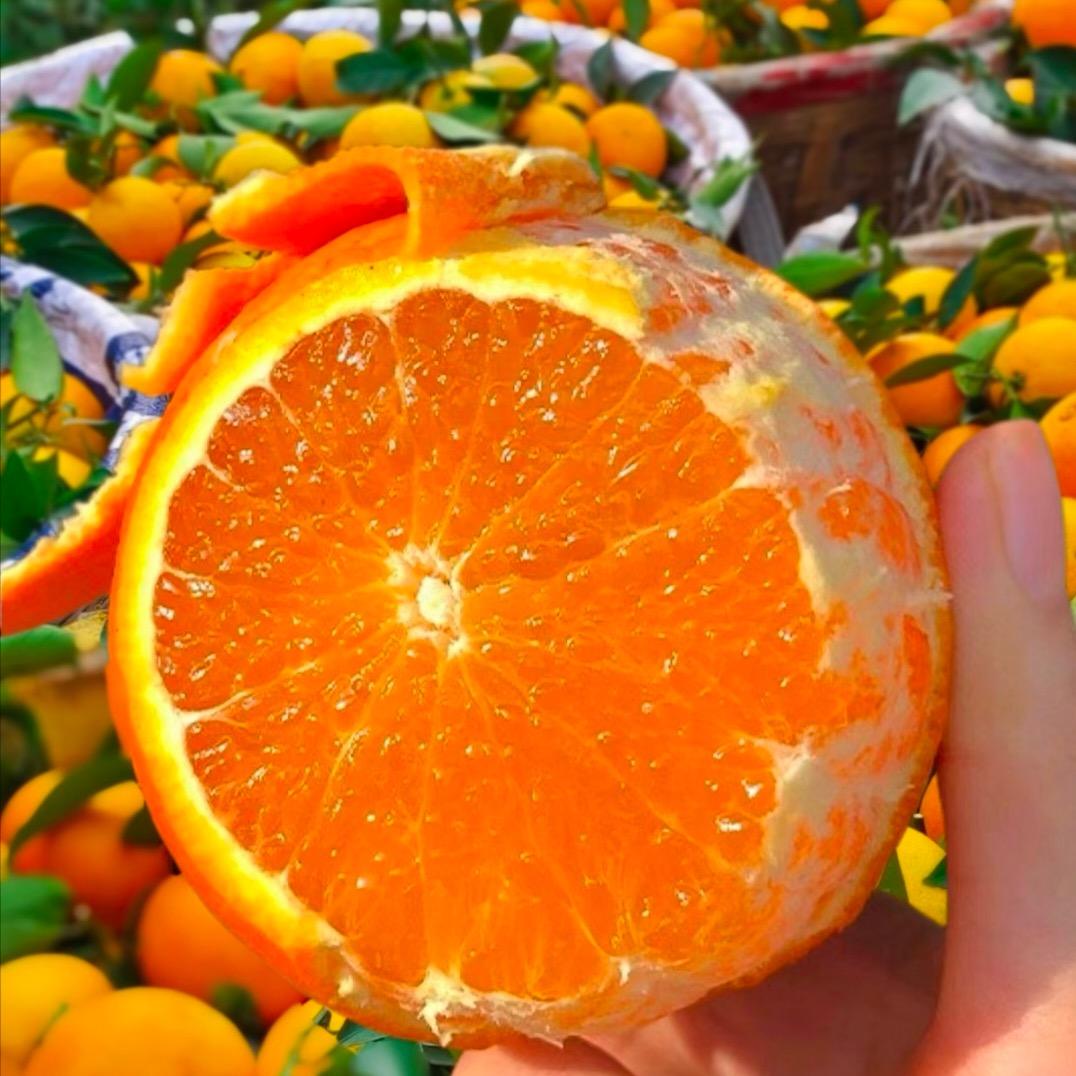 四川最好吃的爱媛果冻橙