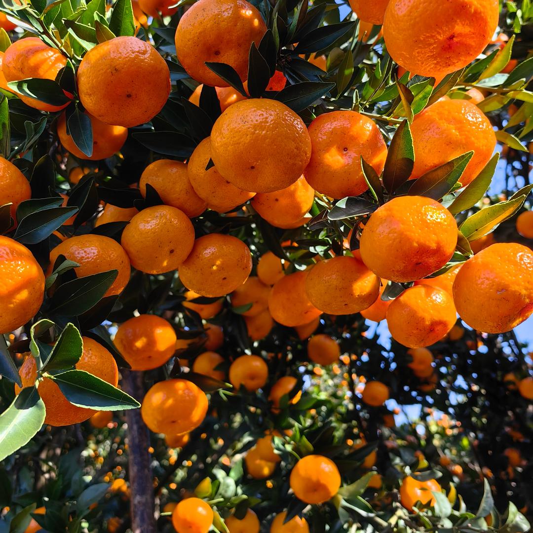 缤纷果园直通车