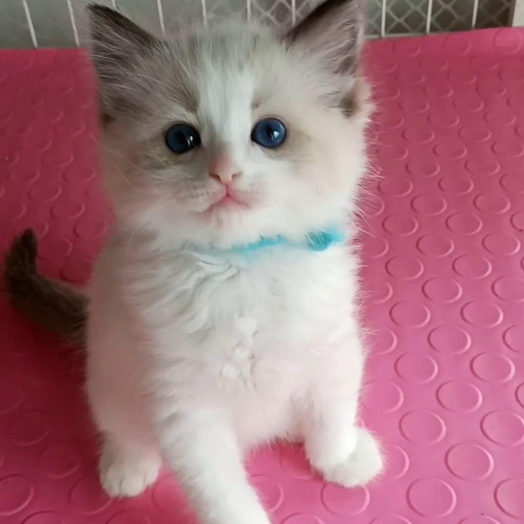 烟台果果布偶猫