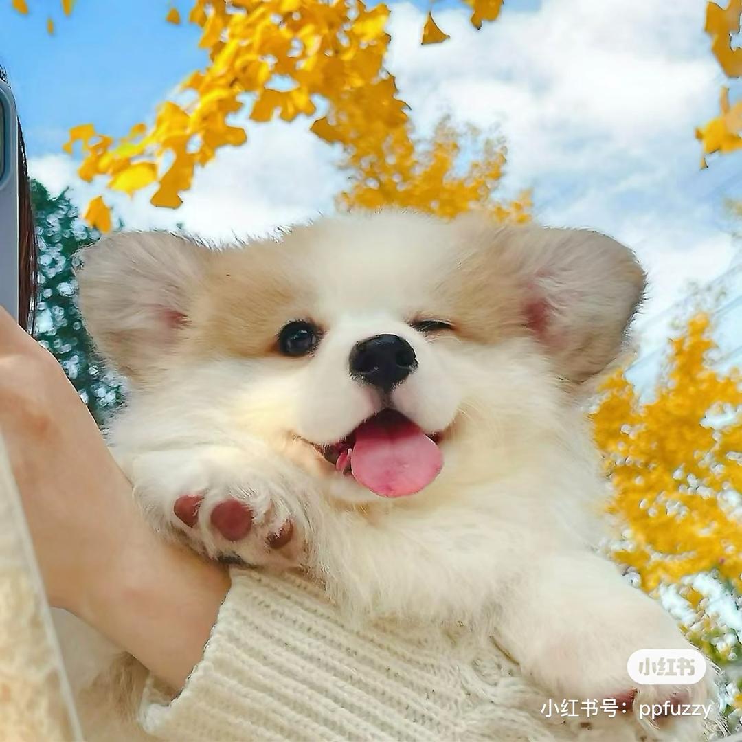 宠遇 宠物生活馆