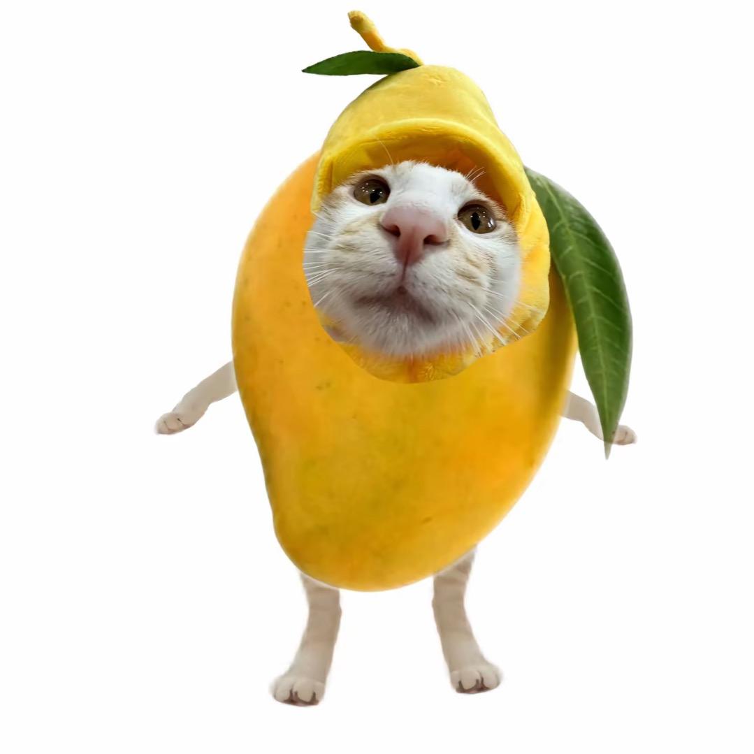讨厌吃鱼